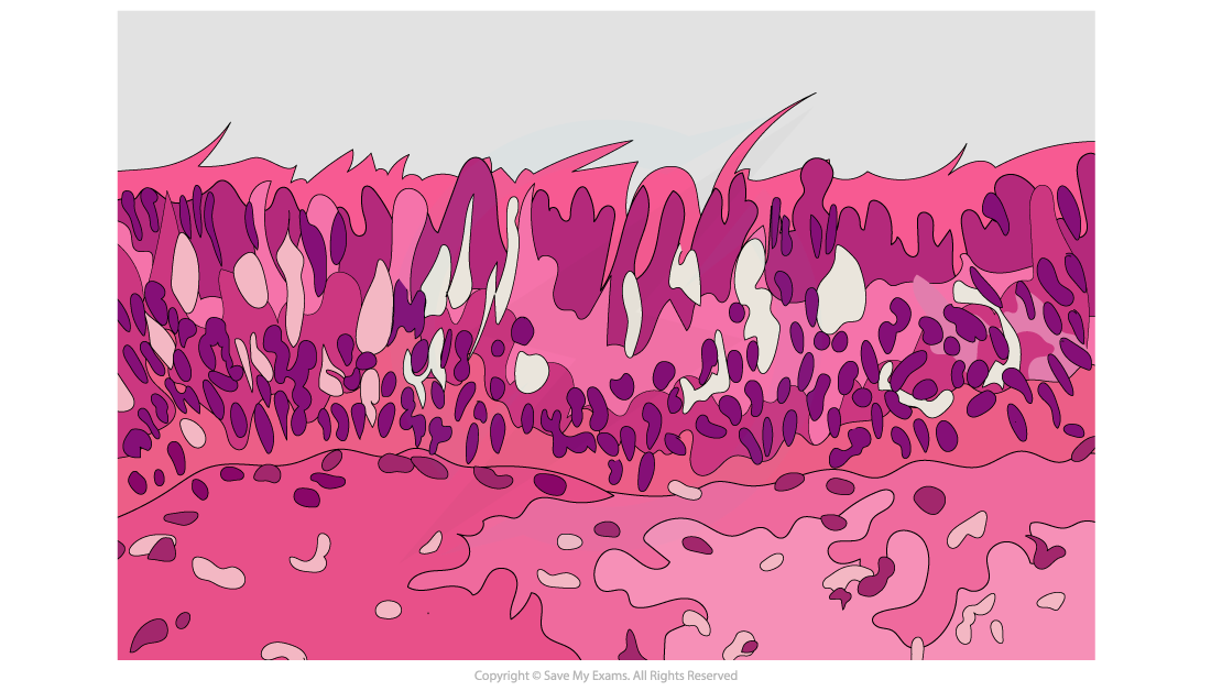 Ciliated-Epithelium-Photo-Micrograph