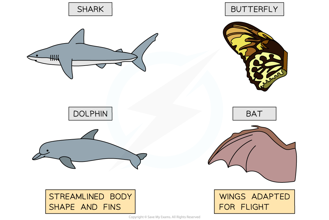 Classifying-organisms