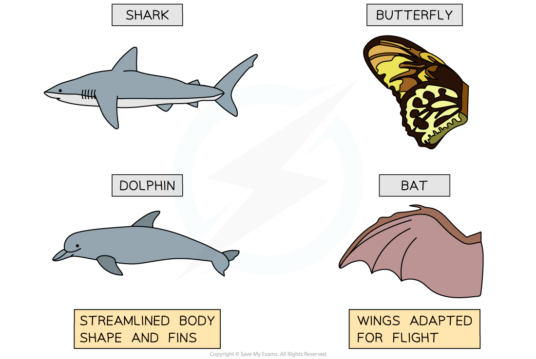 IB DP Biology SL 5 2 2 Classifying Organisms 