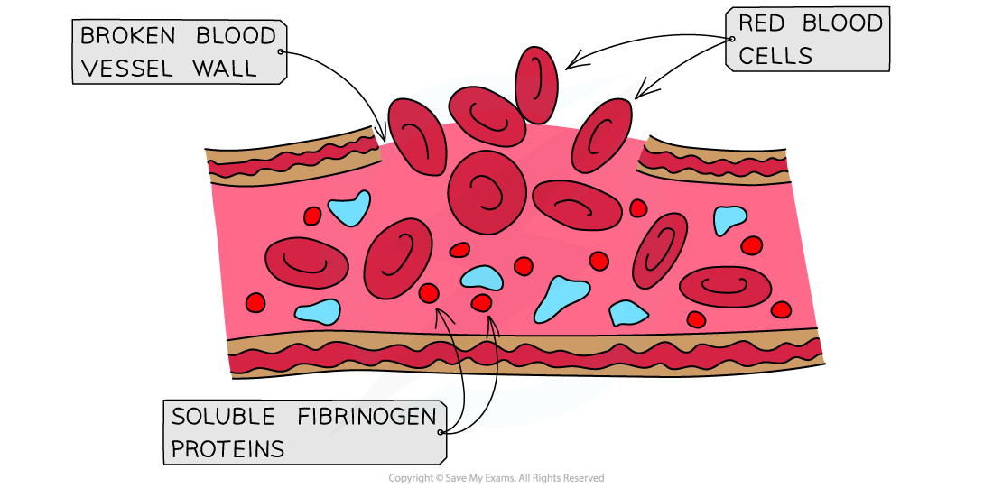 Clotting-factors-and-blood-clot-formation-1