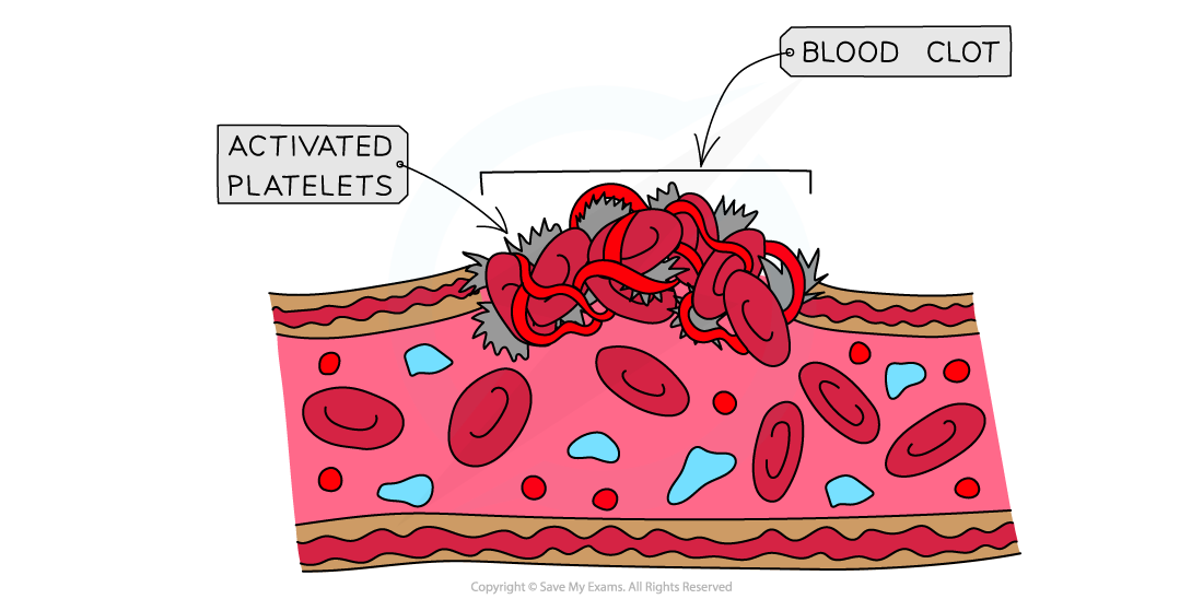 Clotting-factors-and-blood-clot-formation-3