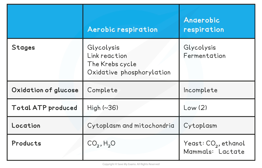 CIE A Level Biology 12 2 9 Energy Yield Aerobic Anaerobic 