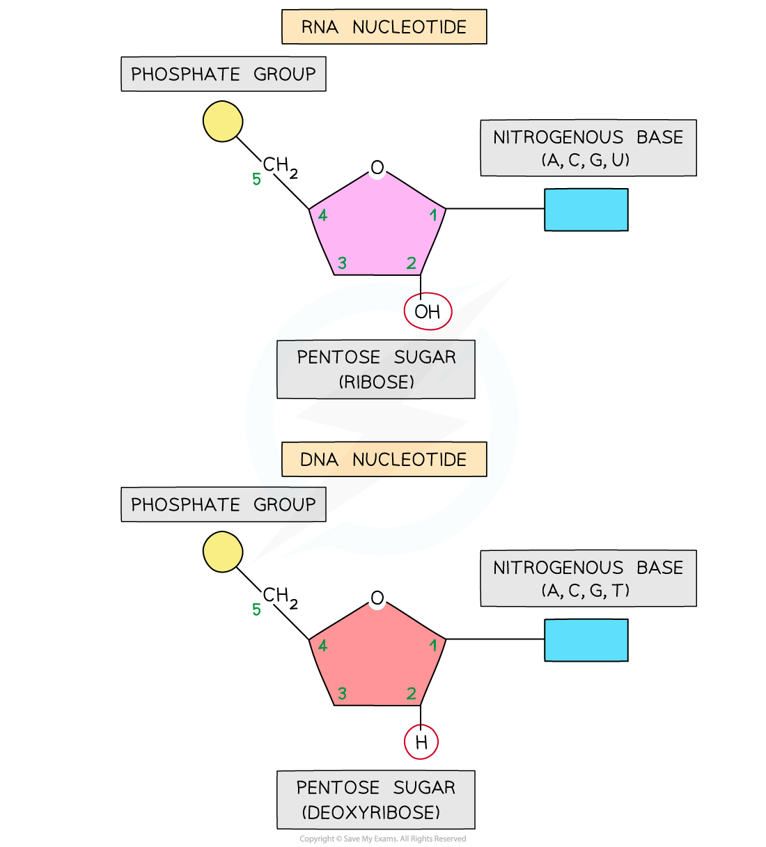 Comparison-between-RNA-nucleotide-and-DNA-nucleotide