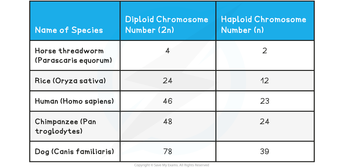 Comparison-of-Chromosome-Numbers
