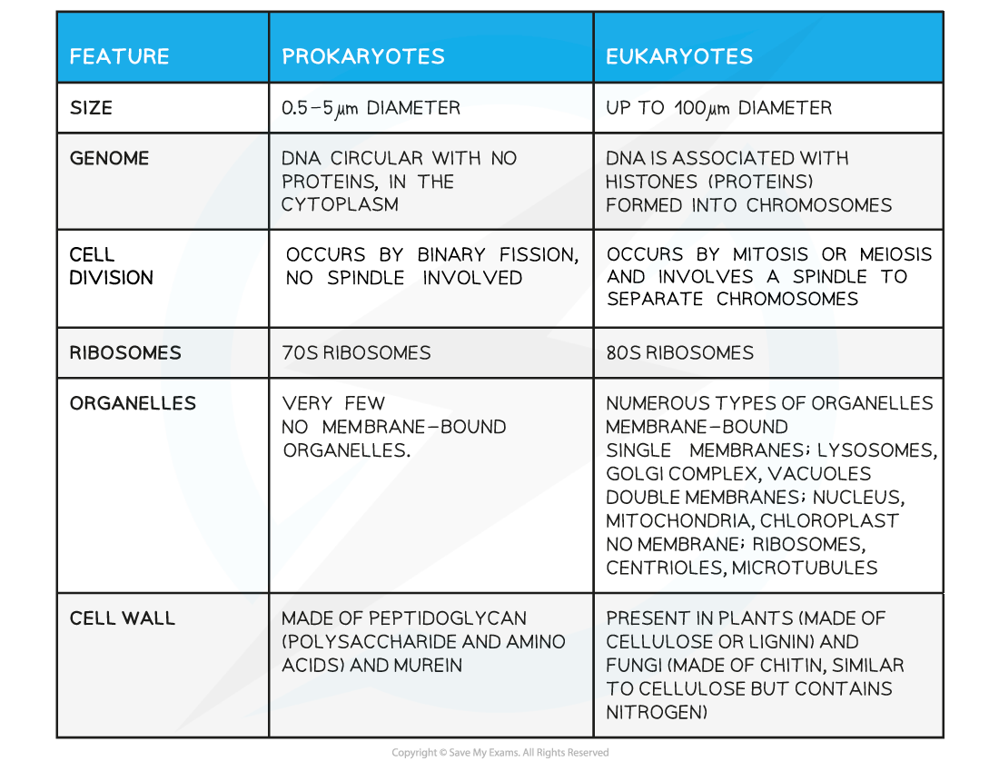 CIE A Level Biology 1 2 4 Prokaryotic V Eukaryotic Cells 