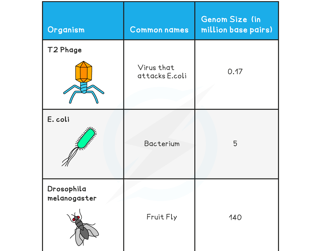 Comparison-of-the-Genome-Size-of-Different-Organisms-1_1