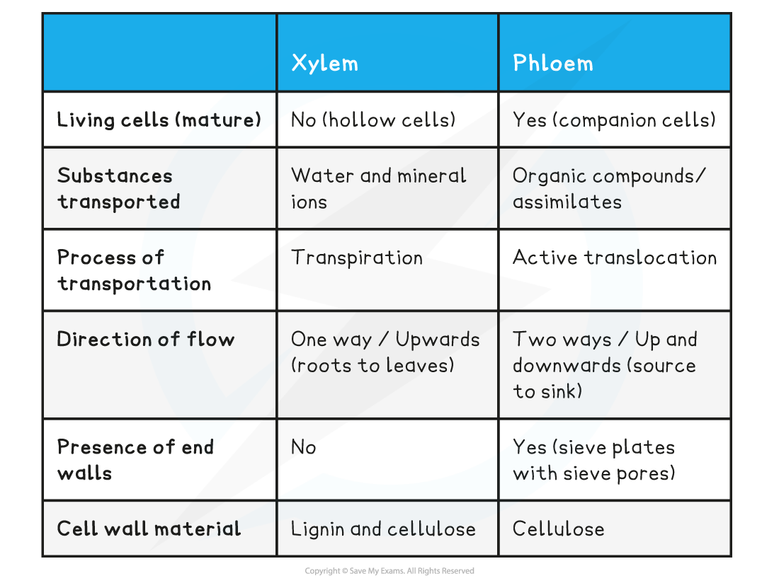 CIE A Level Biology 7 1 4 Phloem Sieve Tube Elements 