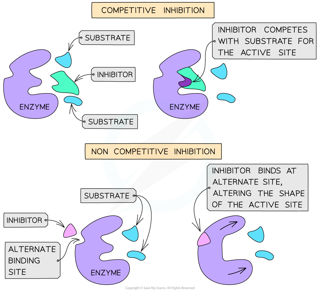 CIE A Level Biology 3 2 7 Enzyme Inhibitors 