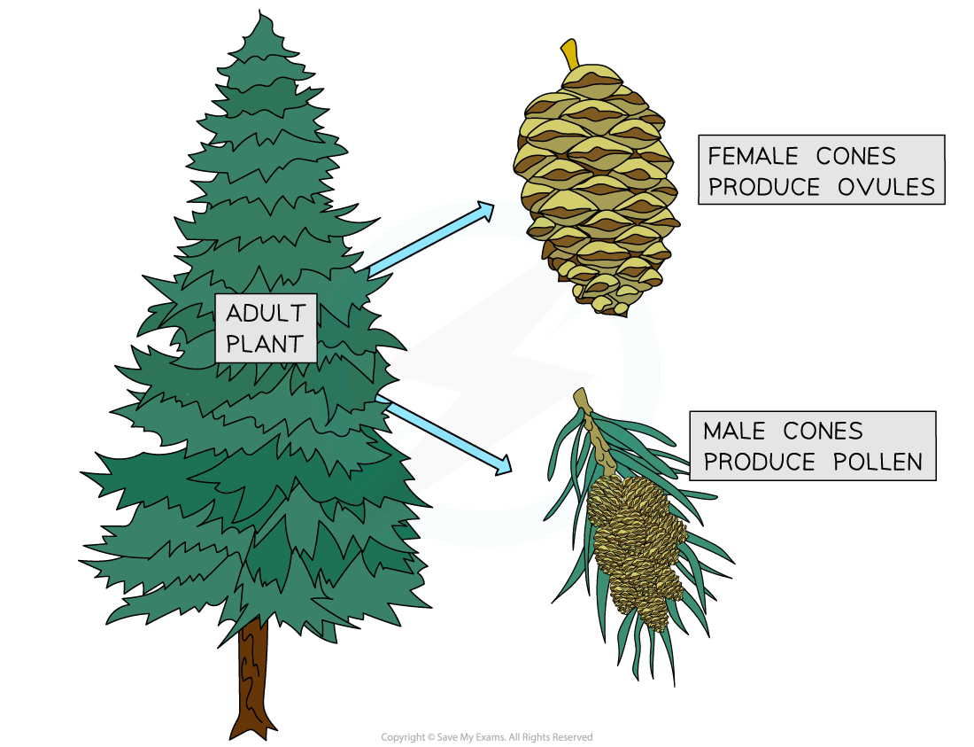 Coniferophytes-reproduce-via-pollen-and-ovules