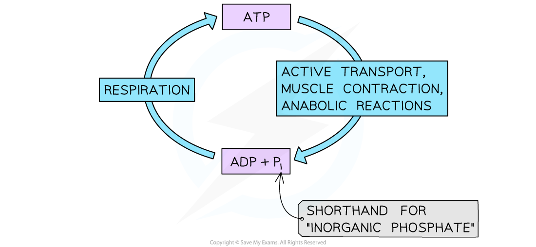Cycling-of-ATP