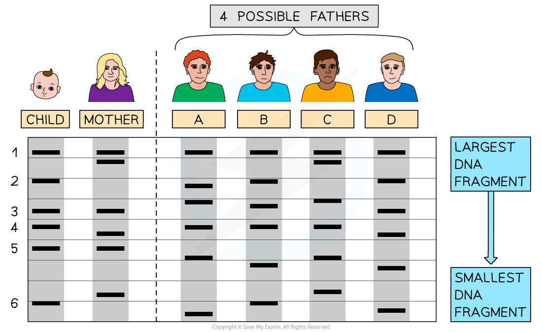 IB DP Biology SL 3 4 2 DNA Profiling 