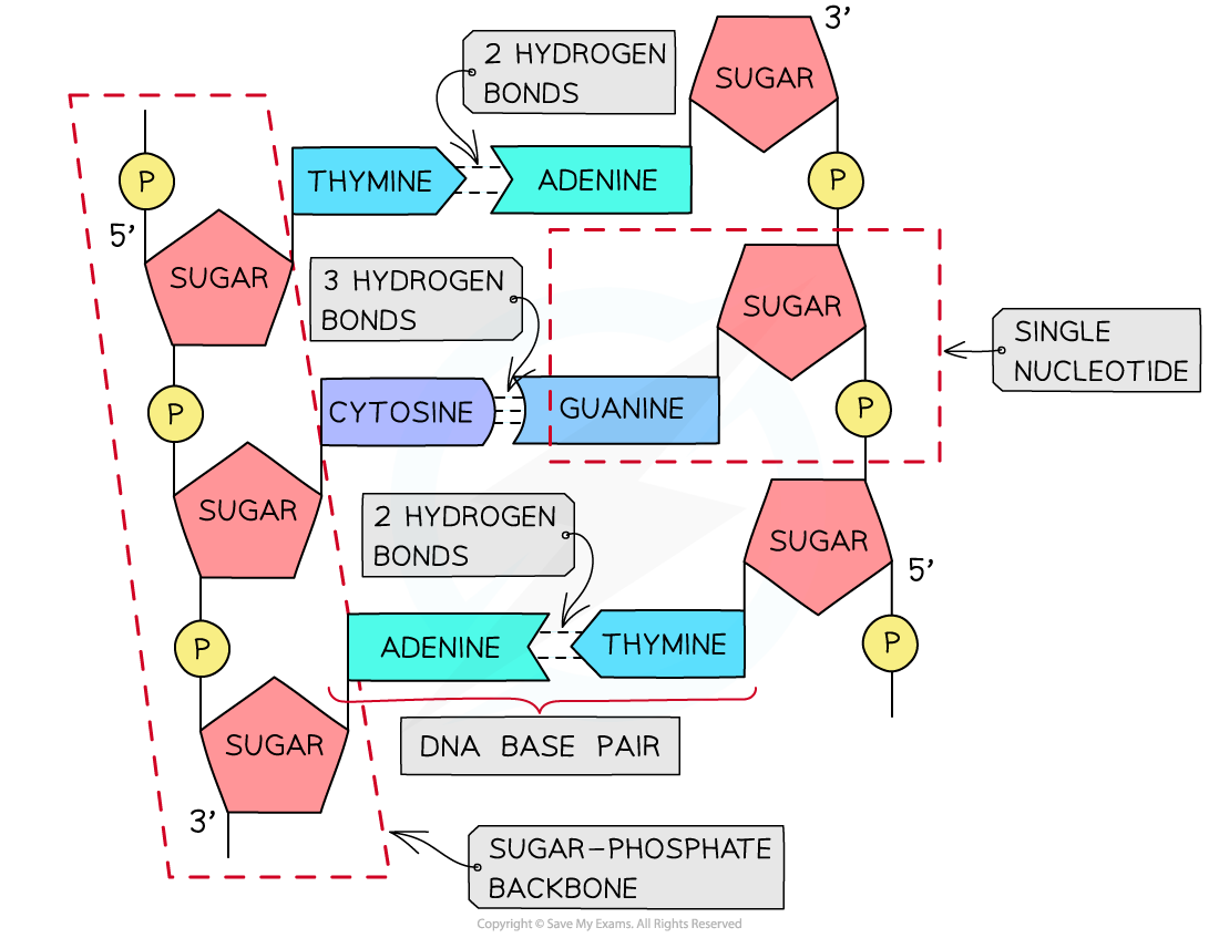 DNA-molecule-with-hydrogen-bonding