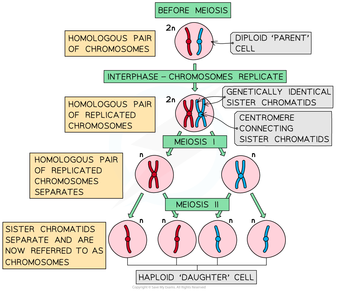 DNA-replication-before-meiosis