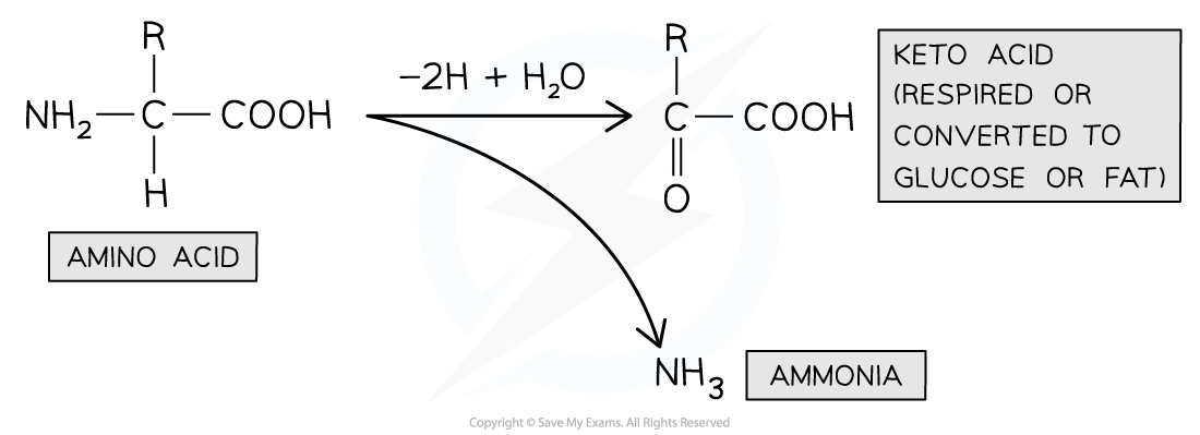 Deamination-of-an-amino-acid