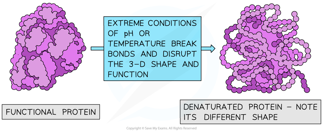 Denaturation_-Proteins