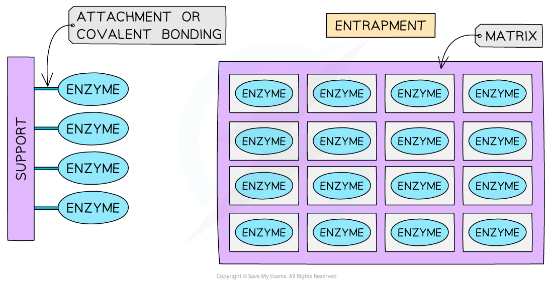 Different-methods-of-immobilising-enzymes-1