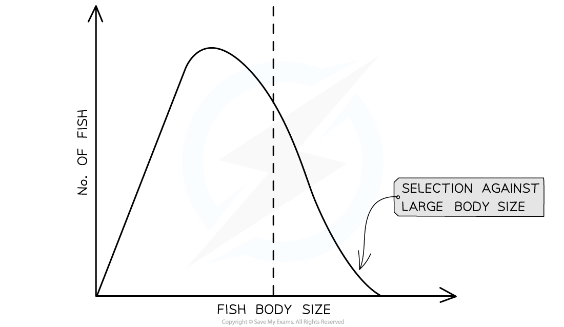 Directional-selection-on-fish-body-size