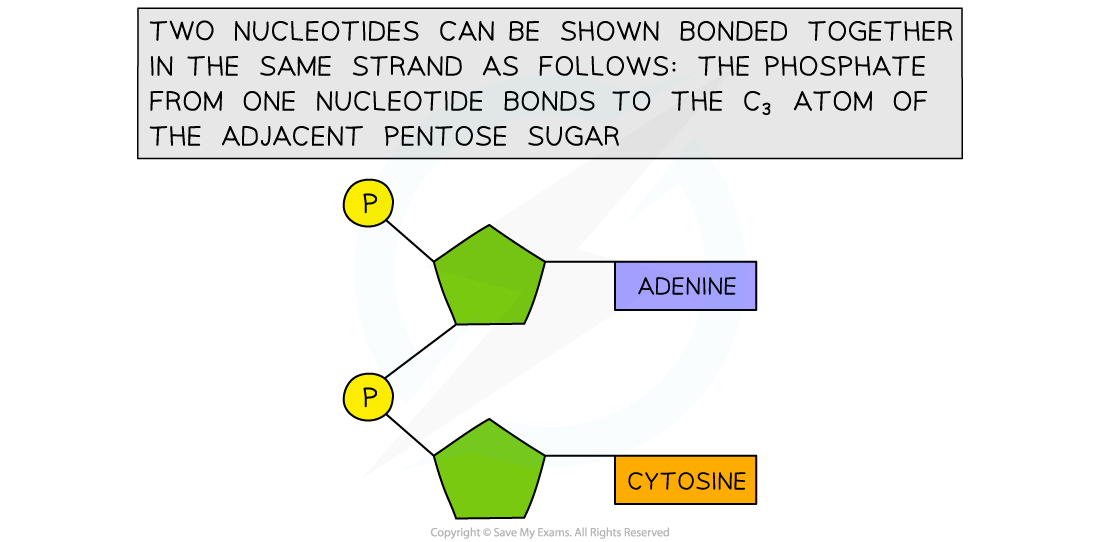 Drawing-DNA-Nucleotides-bonded-together