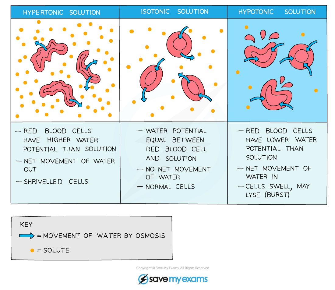 CIE A Level Biology 4 2 11 Osmosis In Animals 