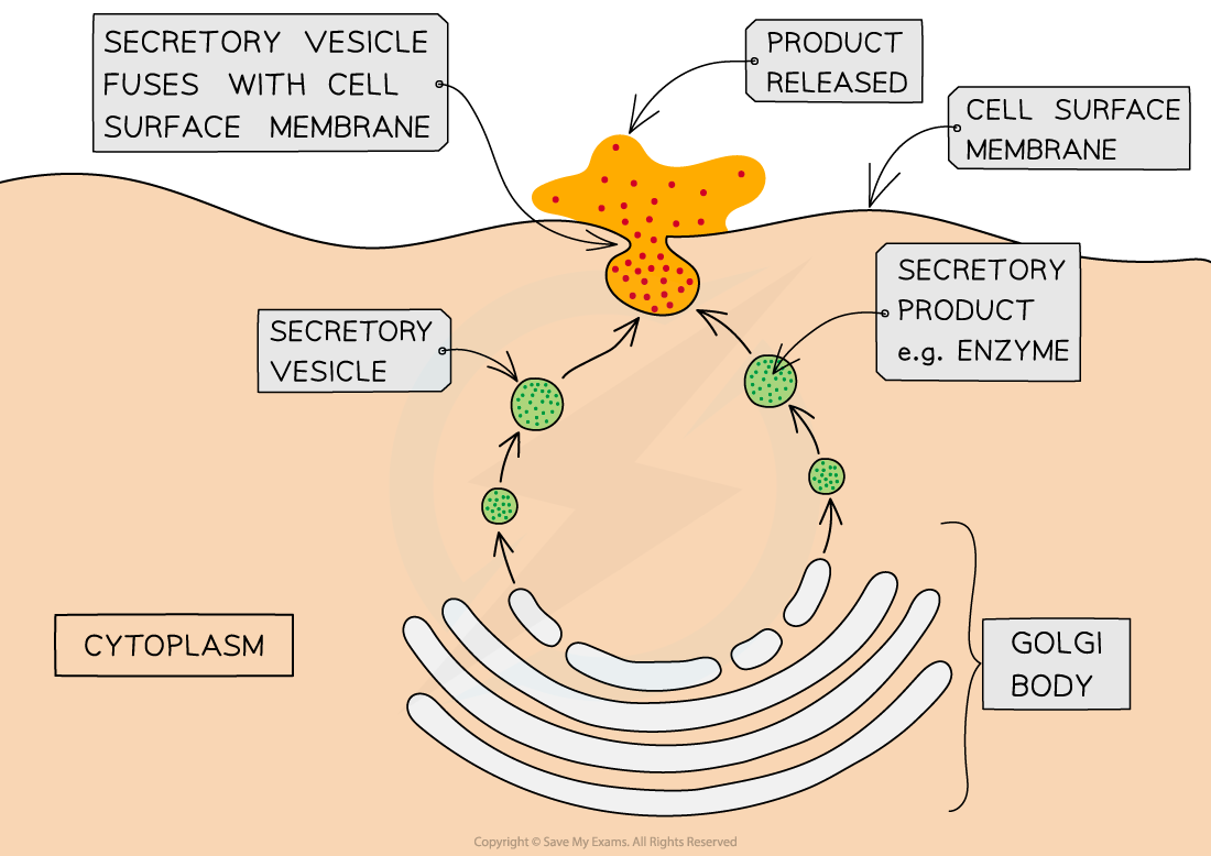 Exocytosis-in-a-secretory-cell