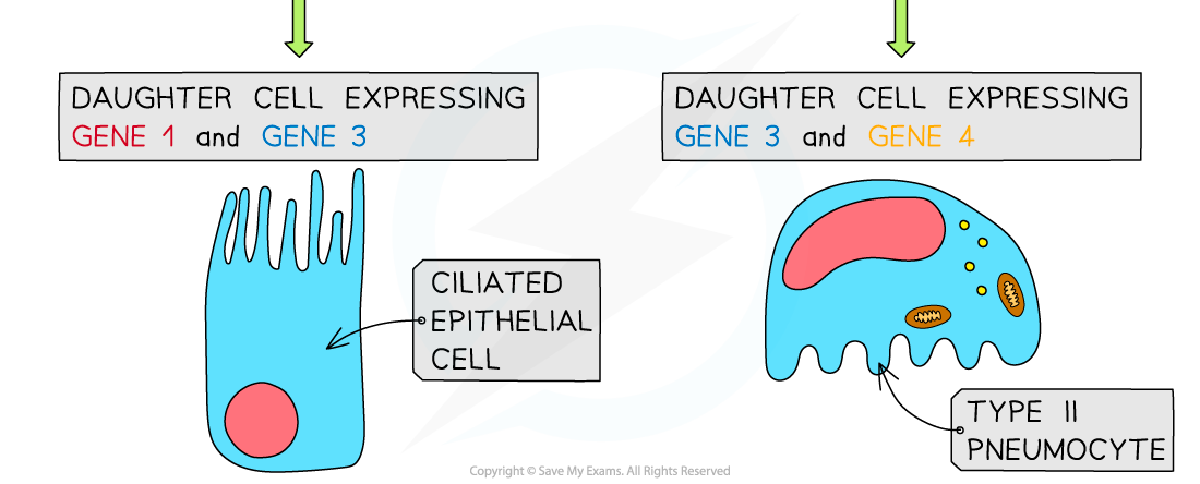 Expression-of-genes-resulting-in-cell-differentiation-3
