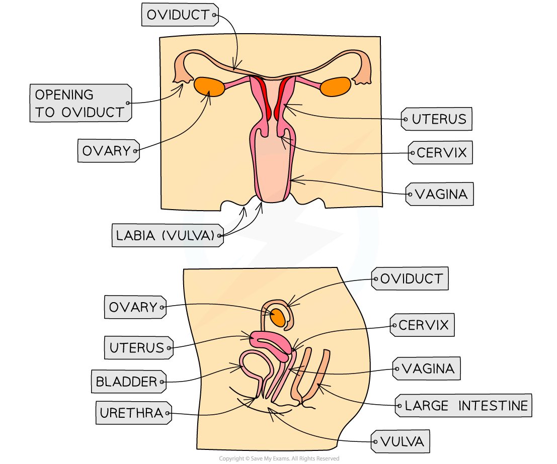 Female-reproductive-system-for-IB