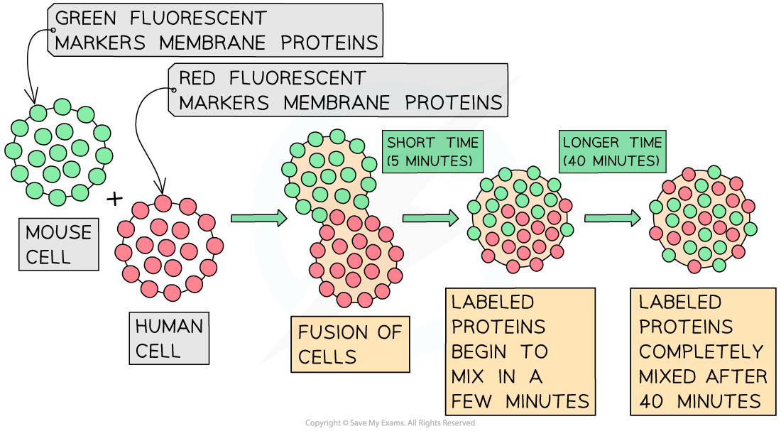 Fluorescent-markers-on-membrane-proteins-suggests-evidence-against-Davson-Daniellis-model