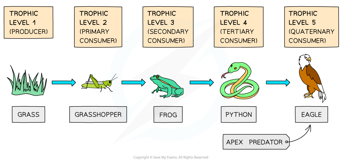 Food-chain-showing-trophic-levels