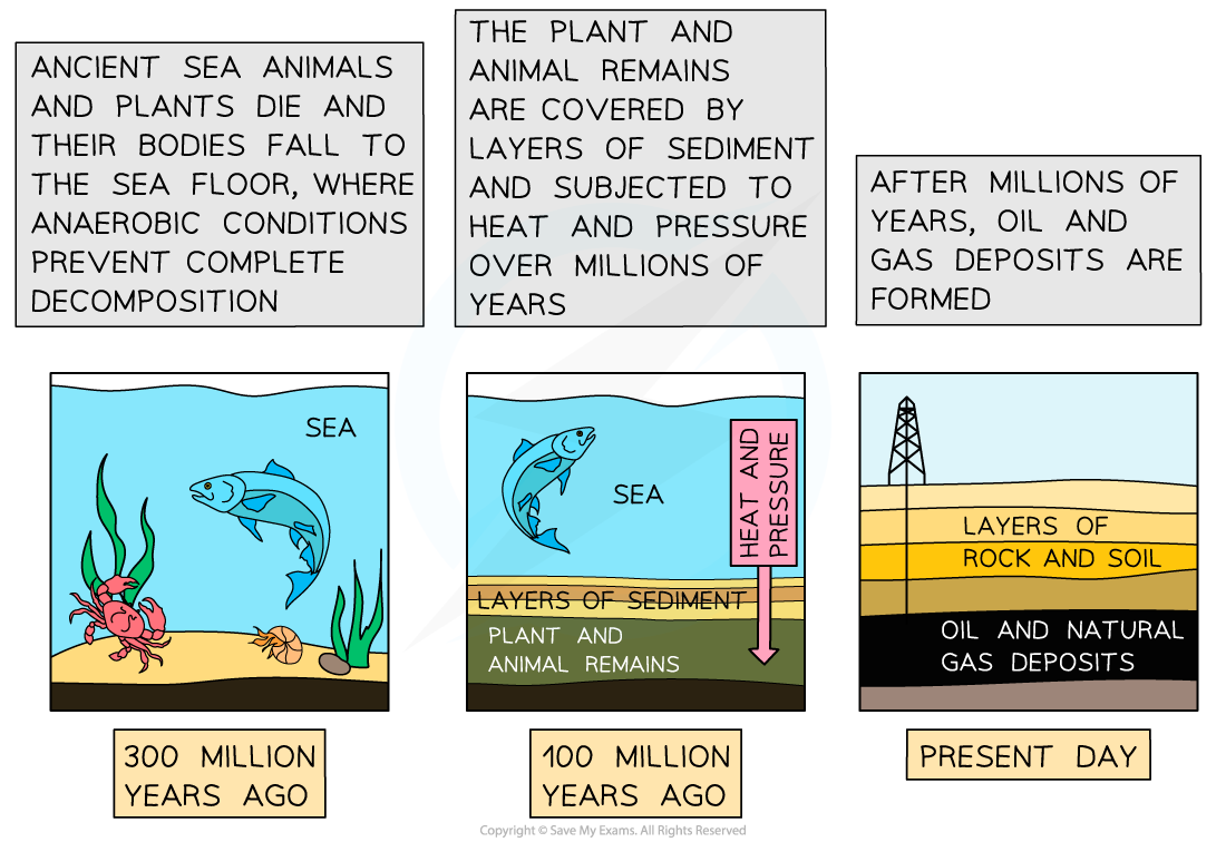 Formation-of-oil-and-gas-from-the-bodies-of-aquatic-organisms