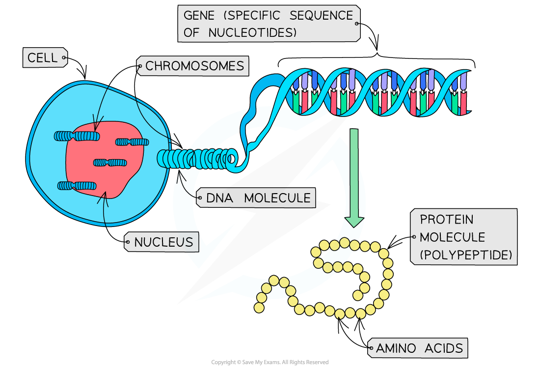 From-gene-to-polypeptide