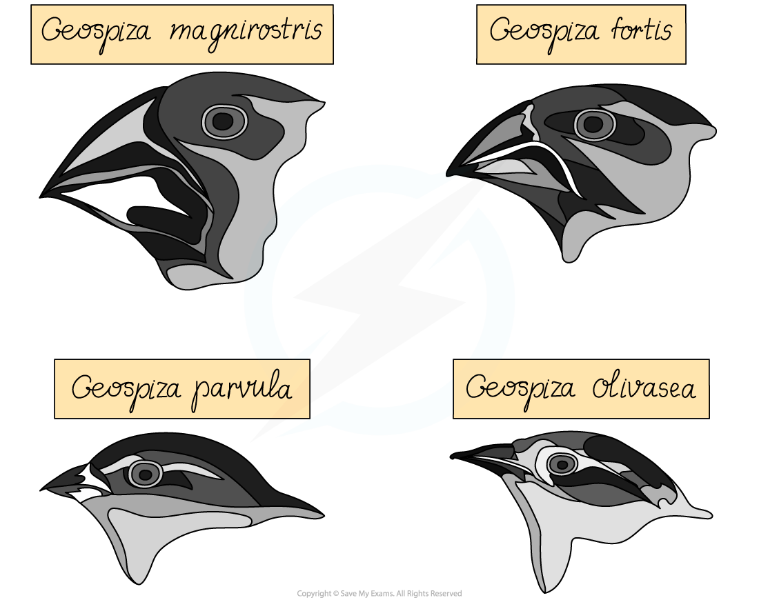 Galapagos-finches