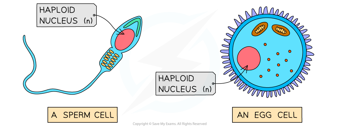 Gametes-are-haploid-cells