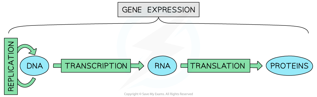 Gene-expression