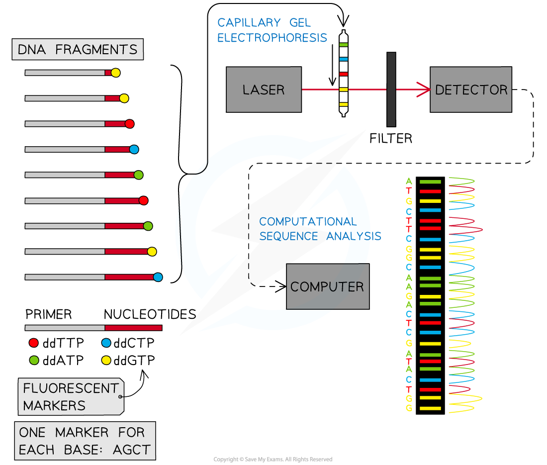 Genes-Sequencing-Technologies