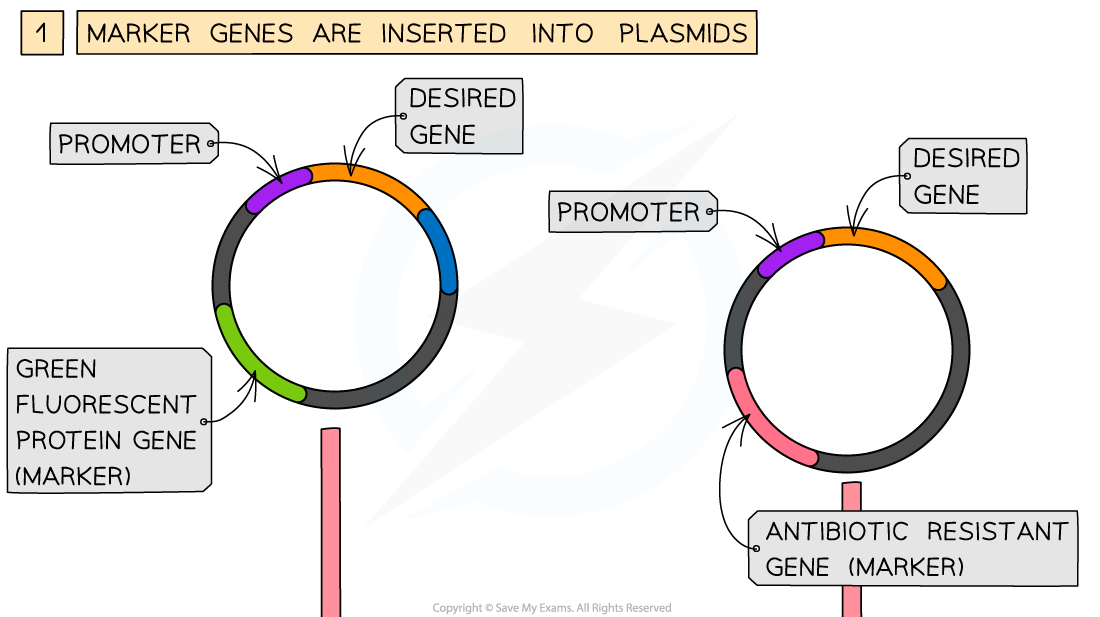 Genetic-engineering-Marker-genes-1