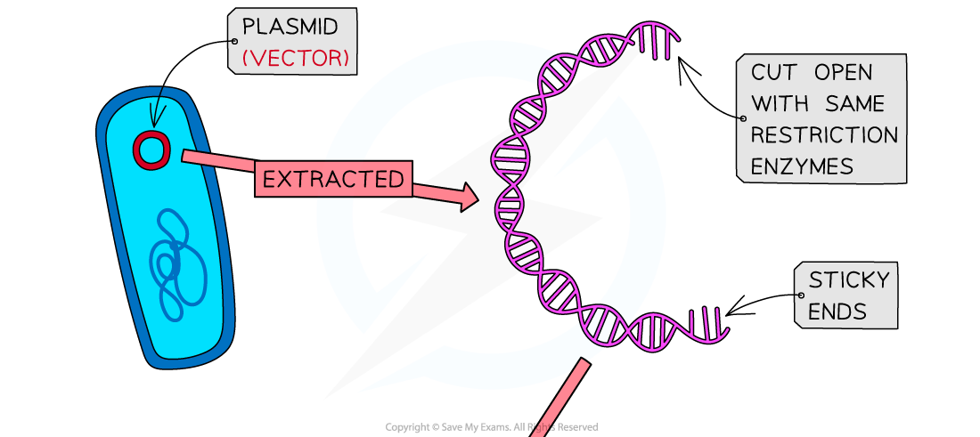 Genetic-engineering-Plasmid-vector-1