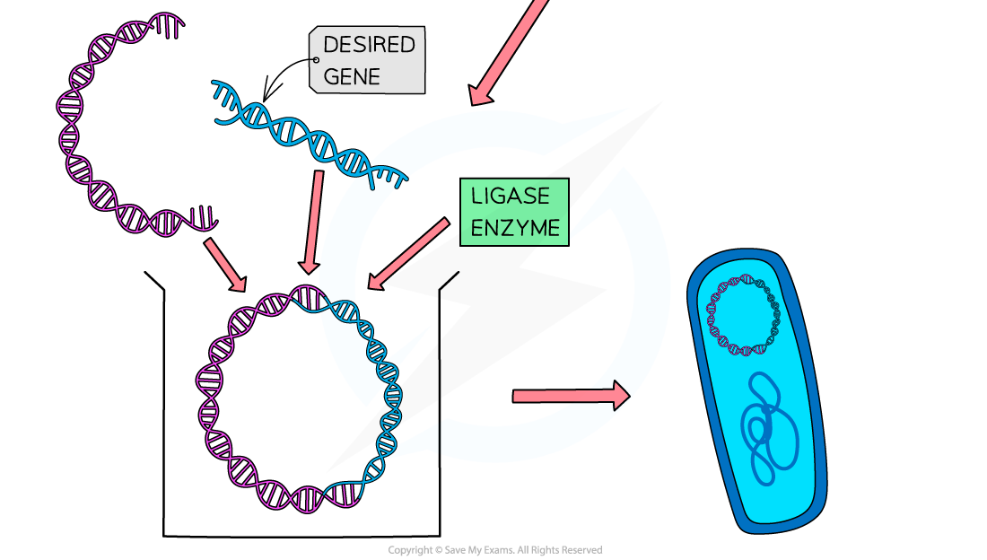 Genetic-engineering-Plasmid-vector-2