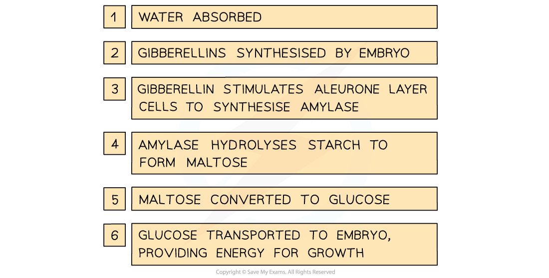 Gibberellin-in-barley-germination-2