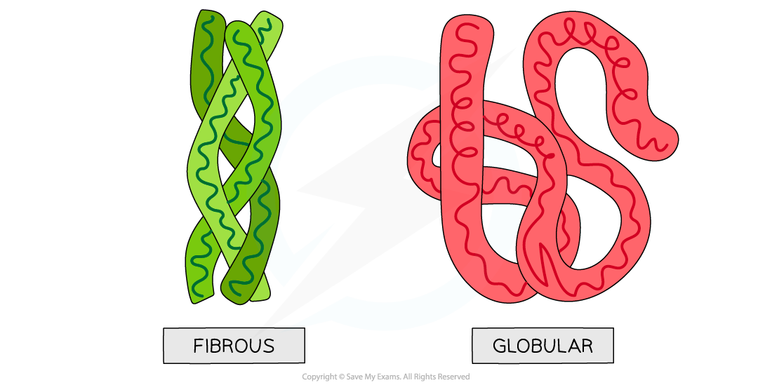 Globular-and-Fibrous