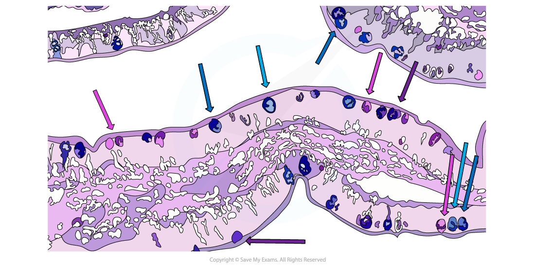 Goblet-Cell-Light-Micrograph