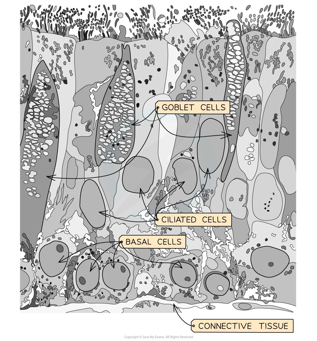 Goblet-Cells-Electron-Micrograph