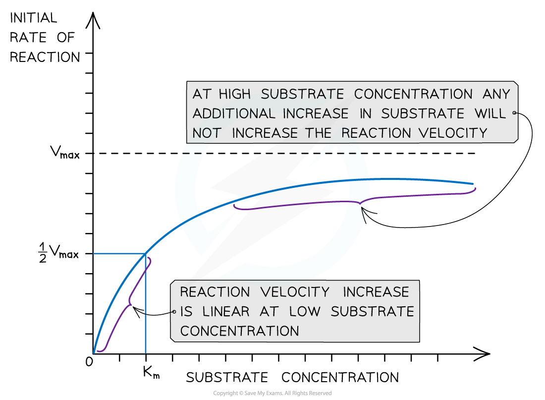 CIE A Level Biology 3 2 6 Vmax The Michaelis Menten Constant 