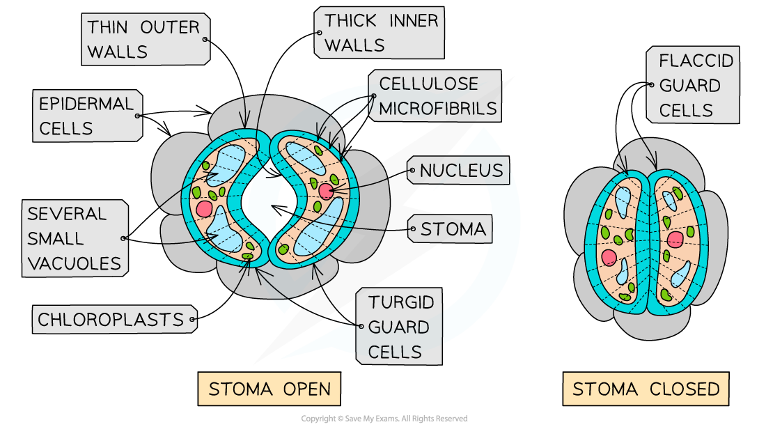 Guard-cell-structure