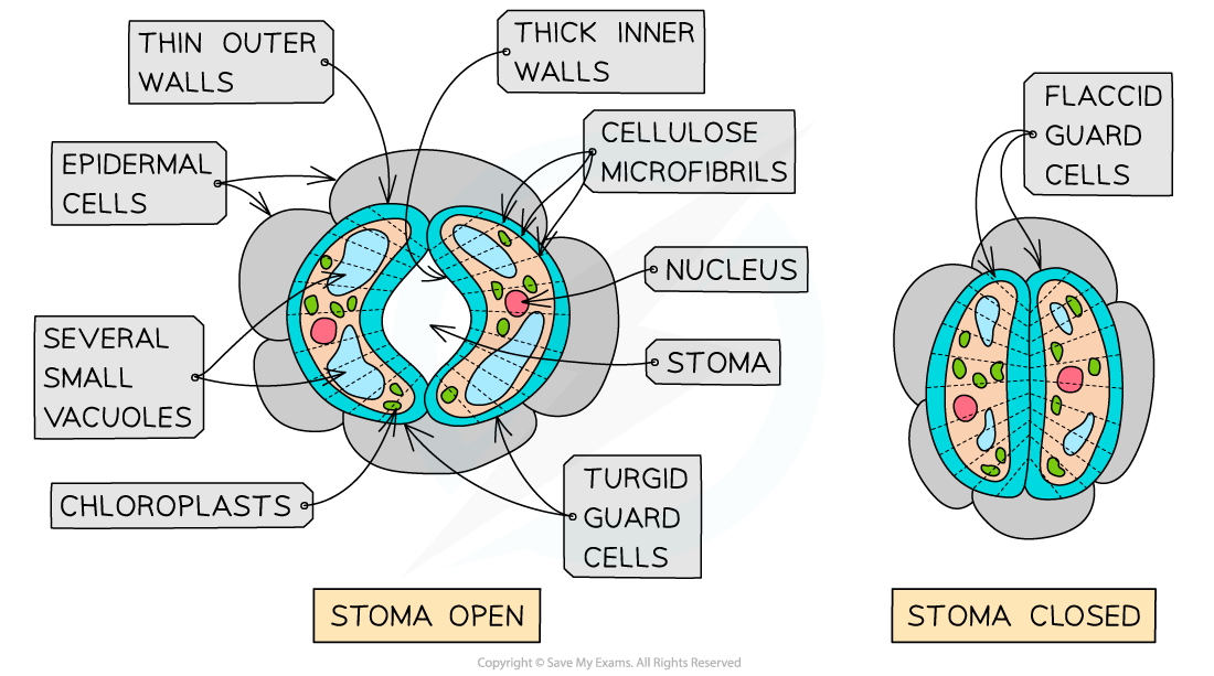 CIE A Level Biology 14 2 2 Guard Cells 