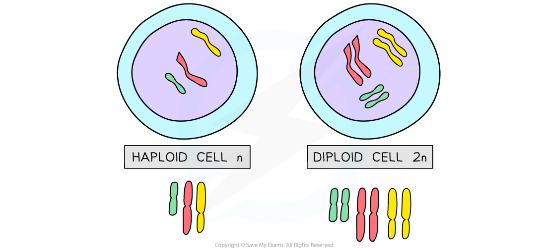 Haploid-_-Diploid-cells