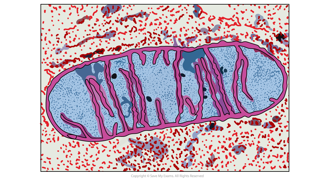 Hodder-Edexcel-micrograph-of-mitochondria