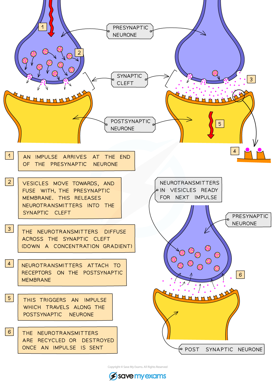 How-an-impulse-is-passed-on-at-a-synapse