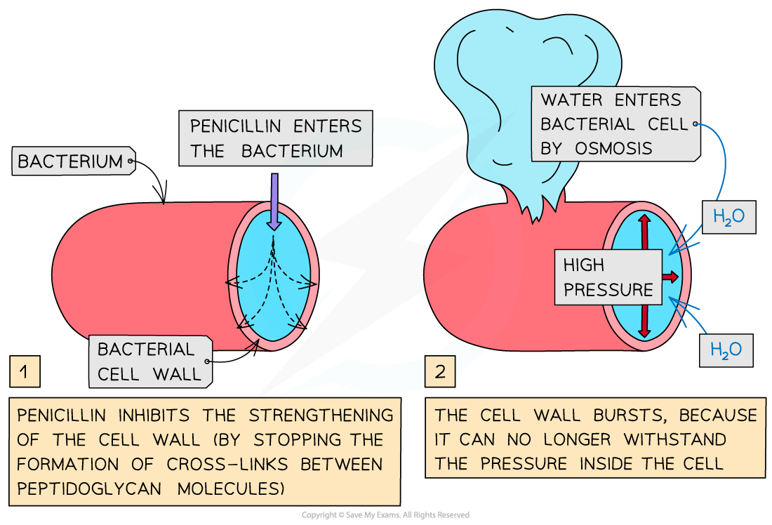 How-penicillin-works