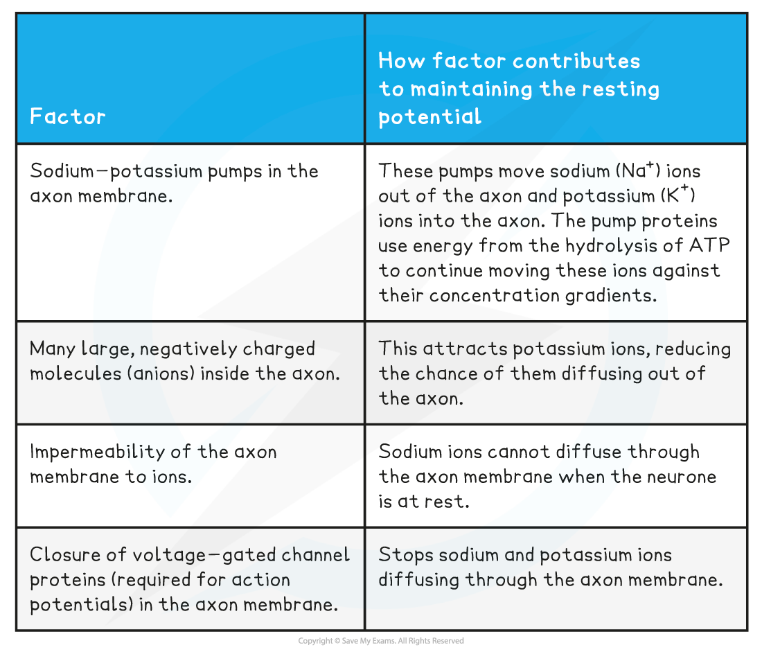 How-the-resting-potential-is-maintained