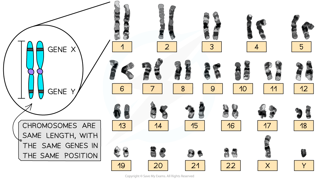 Human-Karyogram-showing-Homologous-pairs